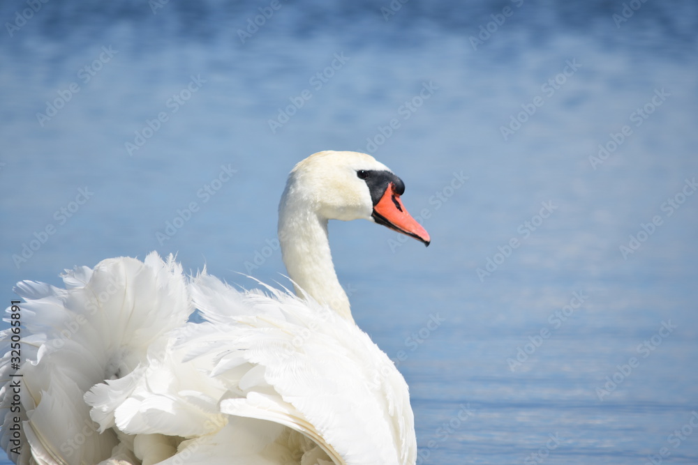 Fototapeta premium Beautiful white mute swan (Cygnus olor) swimming in blue water