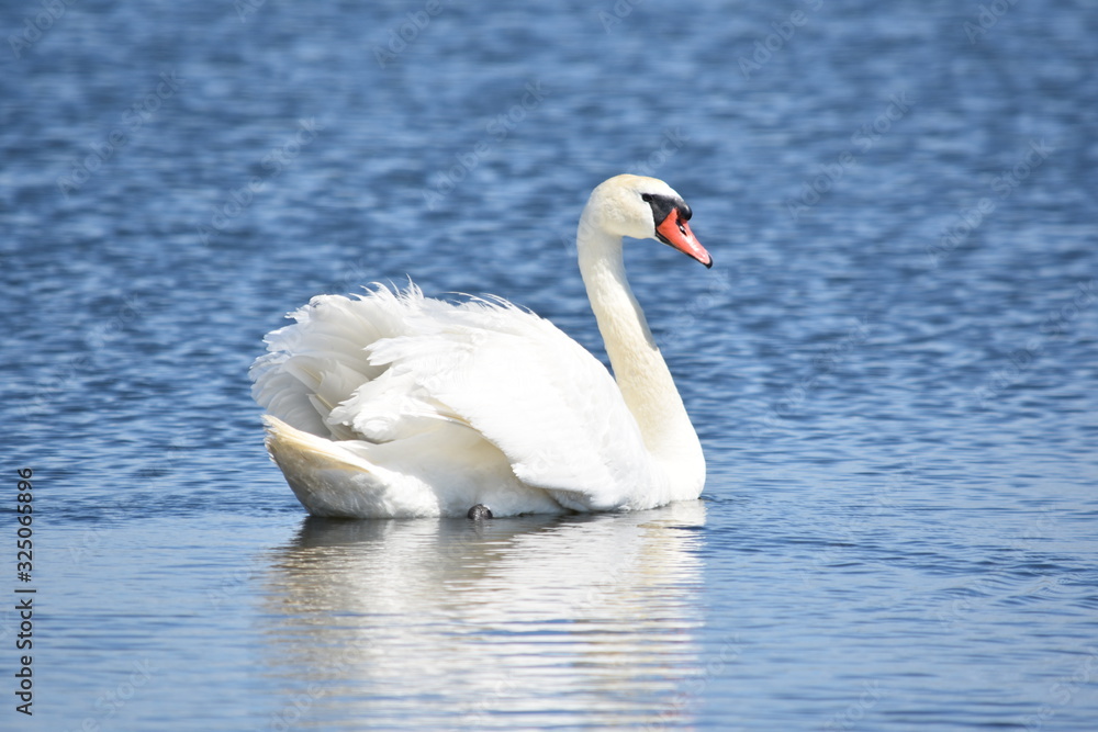 Beautiful white mute swan (Cygnus olor) swimming in blue water Beautiful white mute swan (Cygnus olor) swimming in blue water