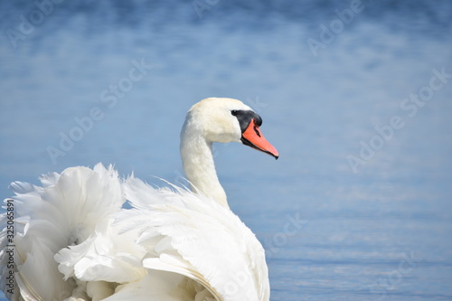 Beautiful white mute swan  Cygnus olor  swimming in blue water