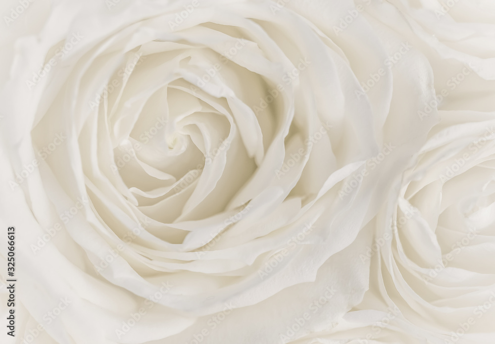 Soft focus, abstract floral background, white rose flower. Macro flowers backdrop for holiday brand design Soft focus, abstract floral background, white rose flower. Macro flowers backdrop for holiday brand design