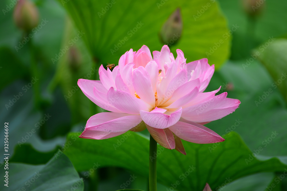 lotus