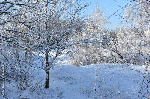 Winter landscape. Ground and trees covered with snow. Blue sky.