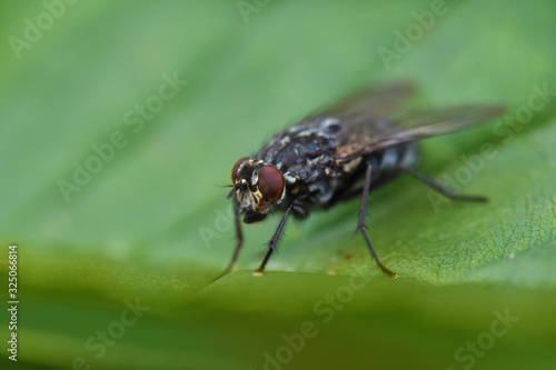 Fly sitting on a green leaf