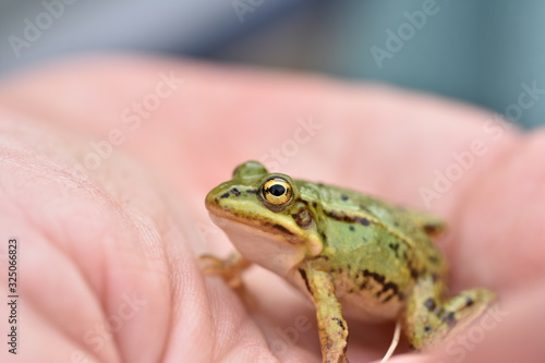 European green tree frog (Hyla arborea) sitting on the palm