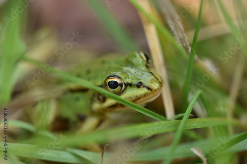 European green tree frog (Hyla arborea) in green grass