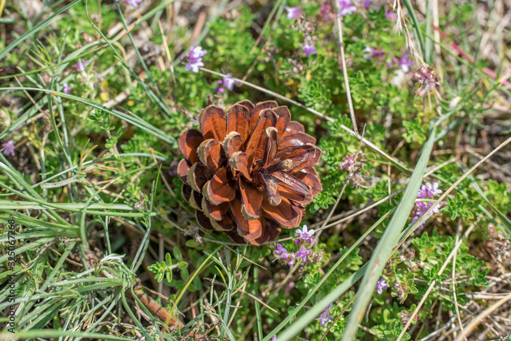 Single opened dry pine cone in green grass Single opened dry pine cone in green grass
