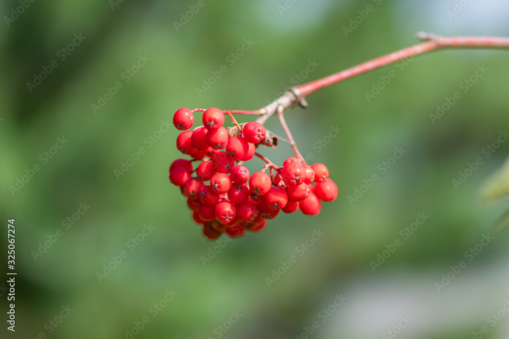 Bunch of red rowan (Sorbus aucuparia) berries hanging from tree twig. Green background.