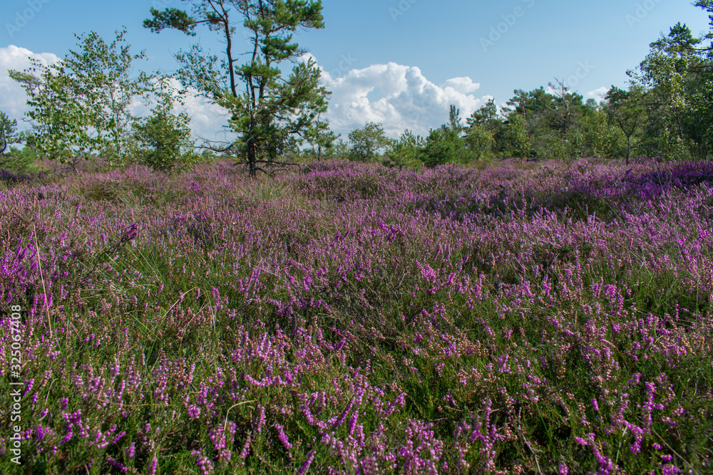 Landscape of bog filled with blooming purple common heather (Calluna vulgaris) Landscape of bog filled with blooming purple common heather (Calluna vulgaris)