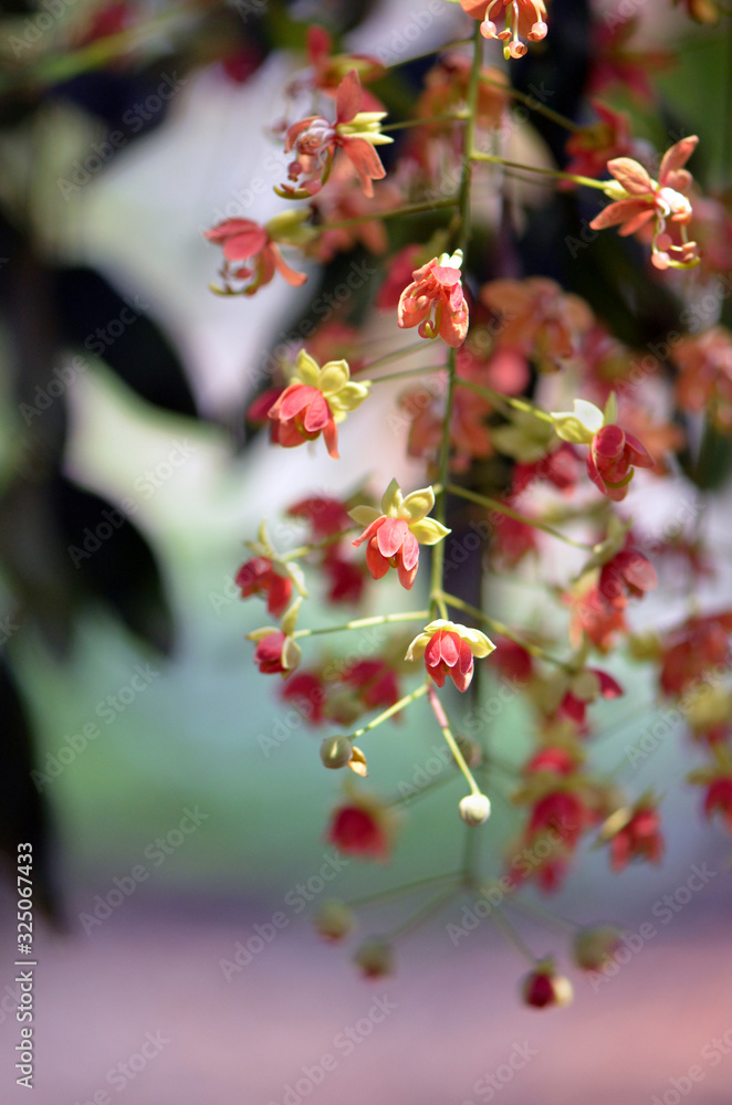 Pendulous flowers of the Leichhardt Bean Tree, Cassia brewsteri, family Fabaceae. Endemic to open forest and monsoon rainforests of eastern Queensland, Australia. Also called Bean Tree or Cassia Pea Pendulous flowers of the Leichhardt Bean Tree, Cassia brewsteri, family Fabaceae. Endemic to open forest and monsoon rainforests of eastern Queensland, Australia. Also called Bean Tree or Cassia Pea