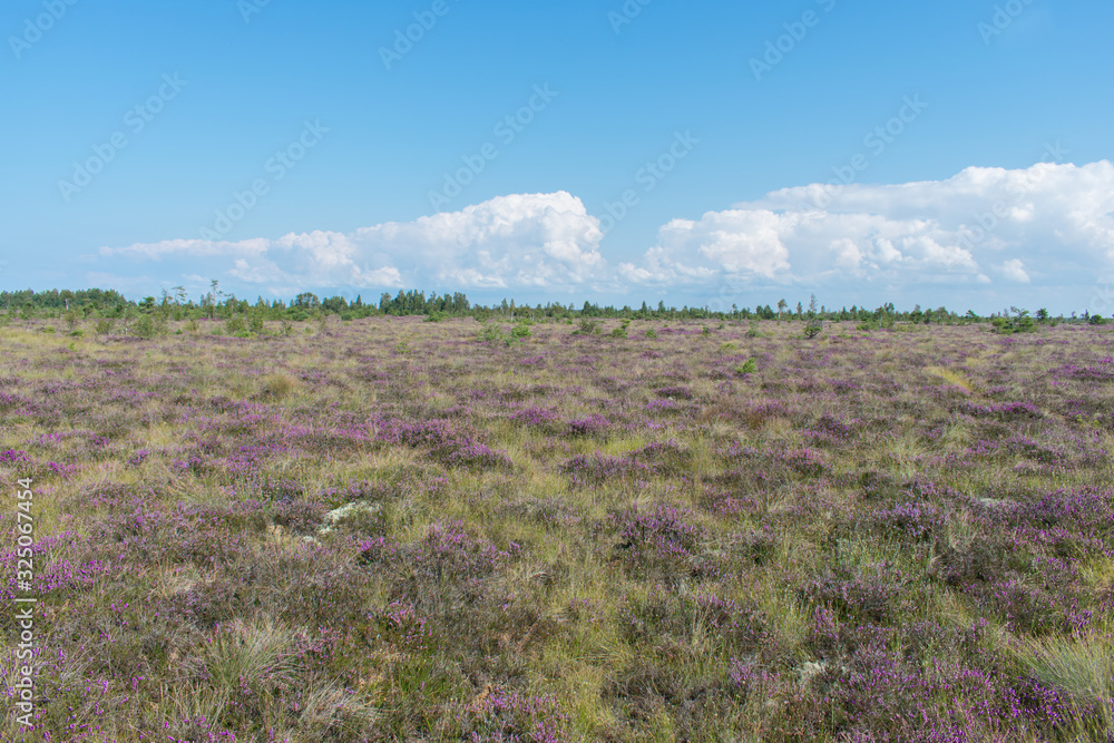 Landscape of bog filled with blooming purple common heather (Calluna vulgaris) Landscape of bog filled with blooming purple common heather (Calluna vulgaris)