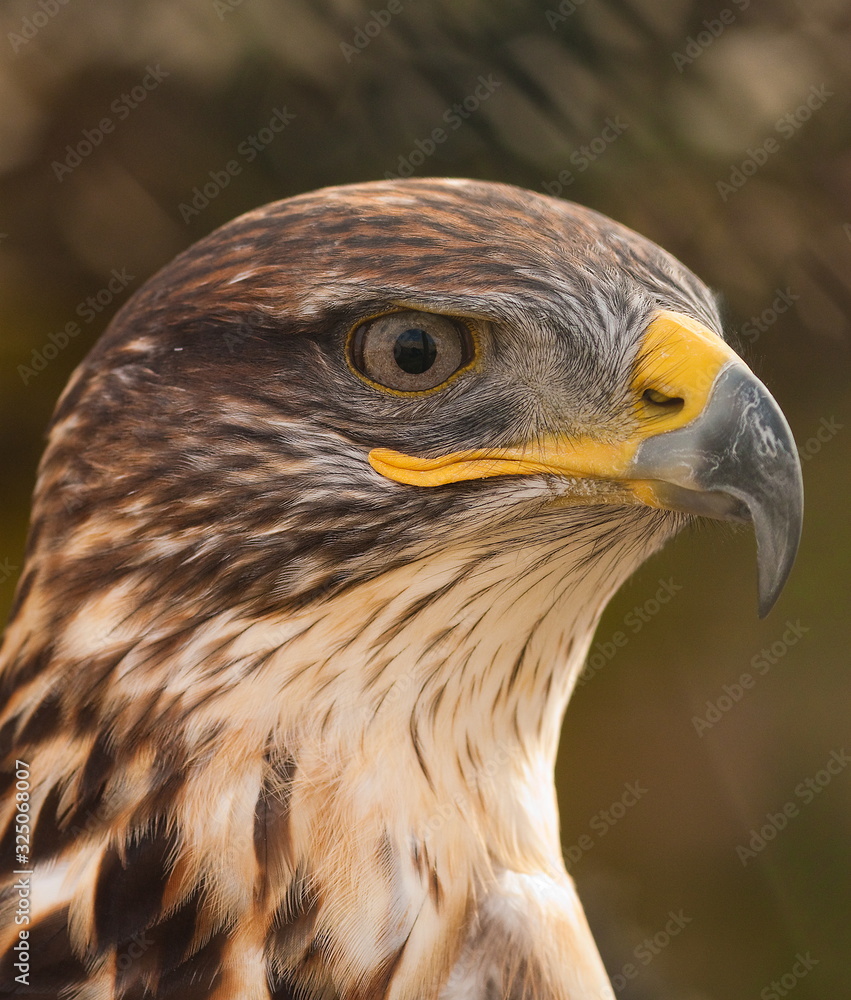 Ferruginous Buzzard Head Shot Looking To Side Ferruginous Buzzard Head Shot Looking To Side