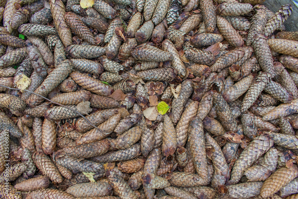 Brown pine tree conifer cones background. Autumn nature. Brown pine tree conifer cones background. Autumn nature.