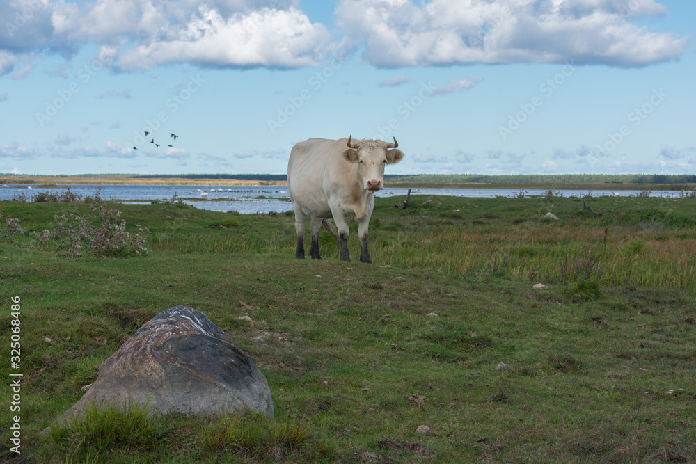 Obraz premium White wild cow with big horns in green field. Blue and cloudy sky. Lake background. Engure Lake Nature Park, Latvia.