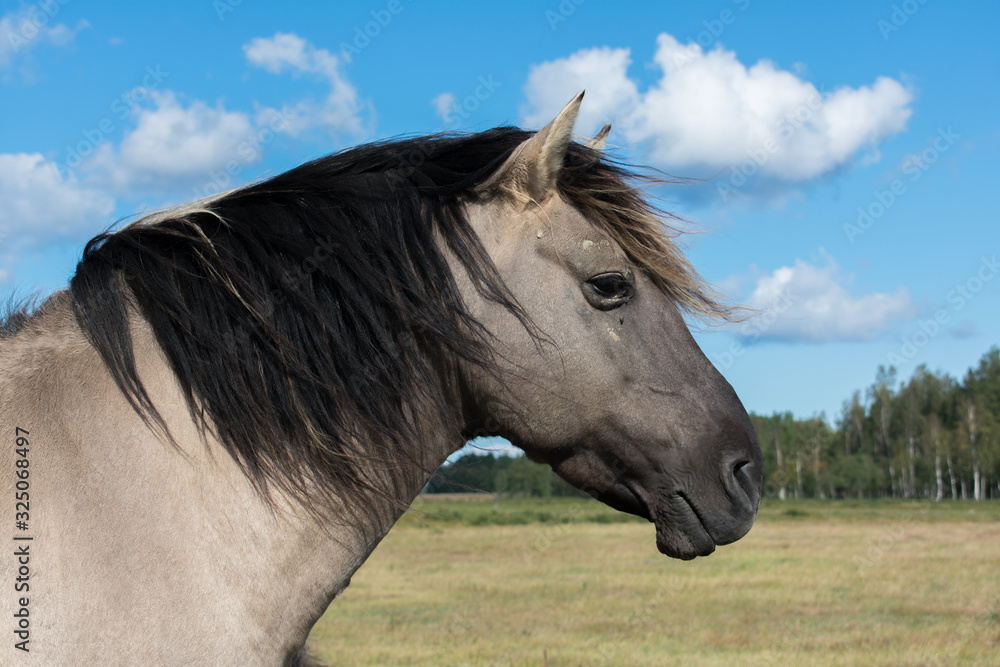 Obraz premium Close up portrait of wild konik polski or Polish primitive horse at Engure Lake Nature Park, Latvia. Forest and cloudy blue sky background.