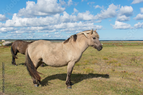 Wild konik polski or Polish primitive horse at Engure Lake Nature Park, Latvia. Green grass field, blue sky background.