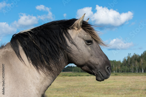 Close up portrait of wild konik polski or Polish primitive horse at Engure Lake Nature Park, Latvia. Forest and cloudy blue sky background. photo