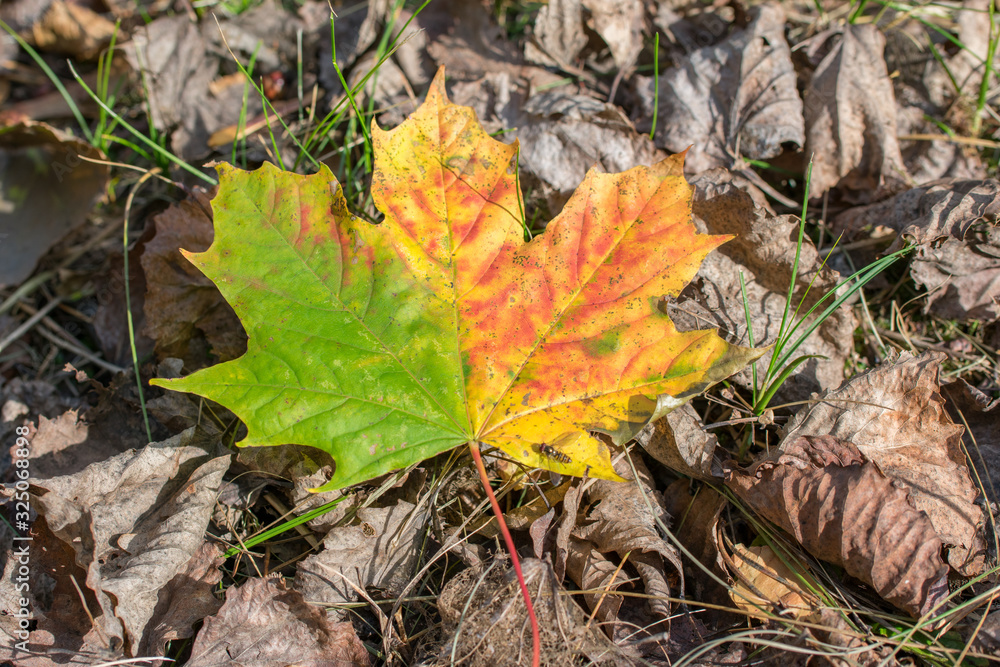 Single green, yellow autumn maple leave in forest on the ground. Single green, yellow autumn maple leave in forest on the ground.