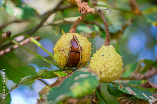 Opened horse chestnut (Aesculus hippocastanum) conker shell hanging from tree branch.