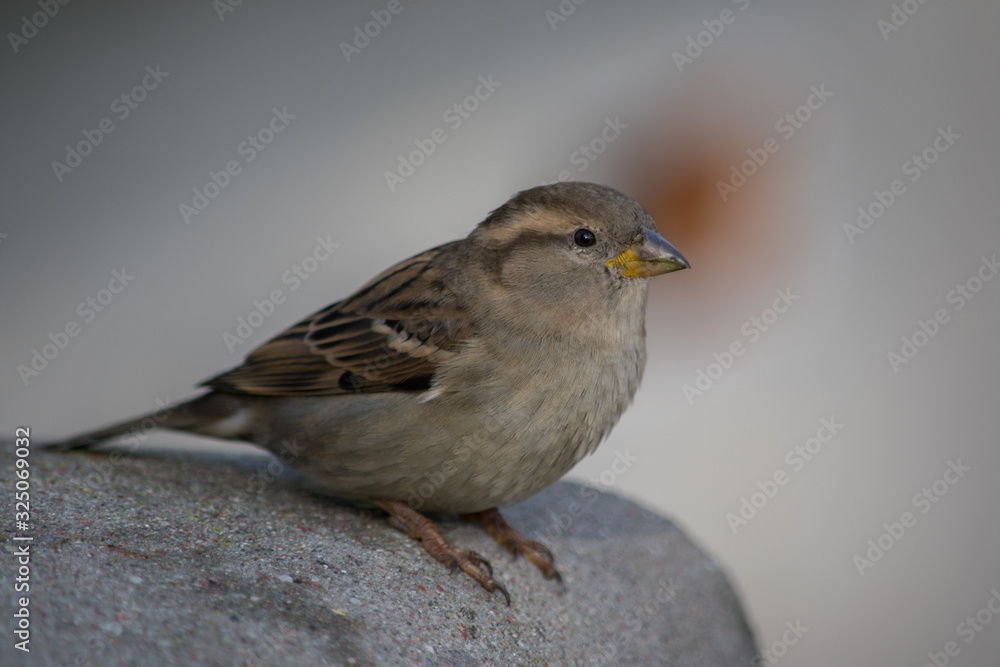 House sparrow (Passer domesticus) standing on concrete fence House sparrow (Passer domesticus) standing on concrete fence