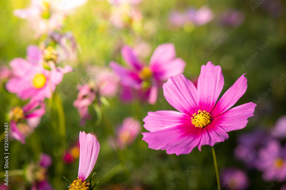 Beautiful Cosmos flowers in garden. Nature background. Beautiful Cosmos flowers in garden. Nature background.