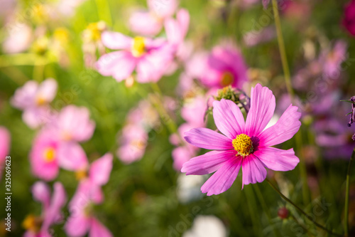  Beautiful Cosmos flowers in garden. Nature background.