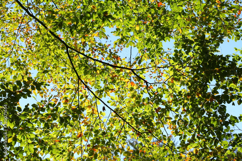 Fototapeta premium Bunt verfärbtes Herbstlaub an an einer Buche im Gegenlicht, Deutschland