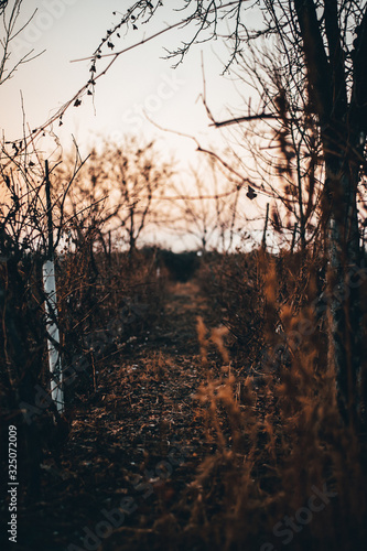 Wallpaper Mural tree at sunset Torontodigital.ca