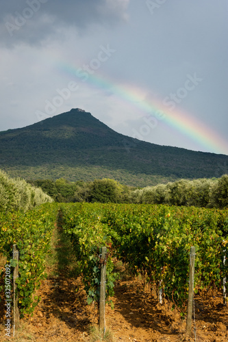 View through the rows of a vineyard with a mountain and a rainbow in the background