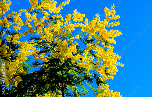 Mimosa scabrella Bracatinga yellow flower is a tree in the family Fabaceae, isolated on blue sky background