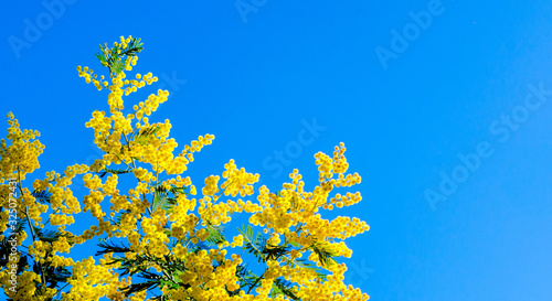 Mimosa scabrella Bracatinga yellow flower is a tree in the family Fabaceae, isolated on blue sky background photo