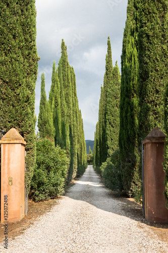 Driveway seamed with cypress trees to an estate in Bolgheri, Tuscany