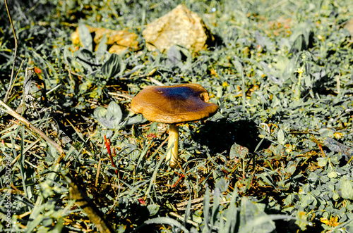 wild mushroom grew up in the wild around the village of Benahavis Andalucia photo