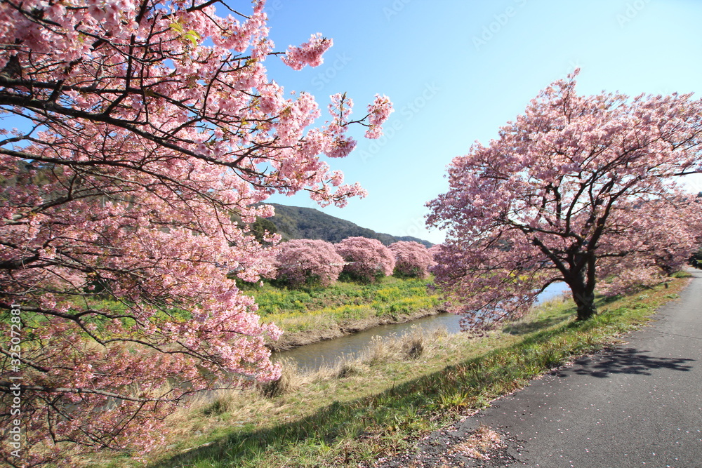 南伊豆　みなみの桜と菜の花まつり