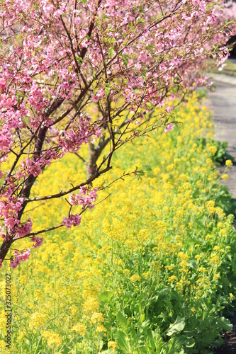 南伊豆 みなみの桜と菜の花まつり