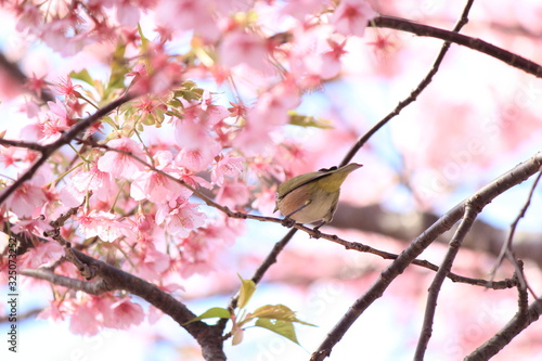 メジロと河津桜