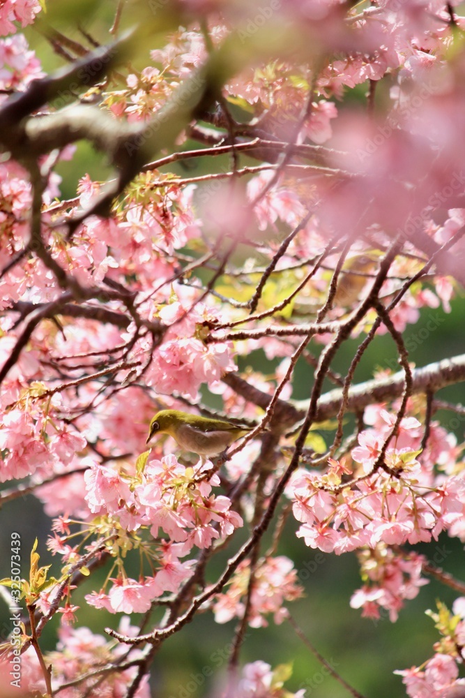 Fototapeta premium メジロと河津桜