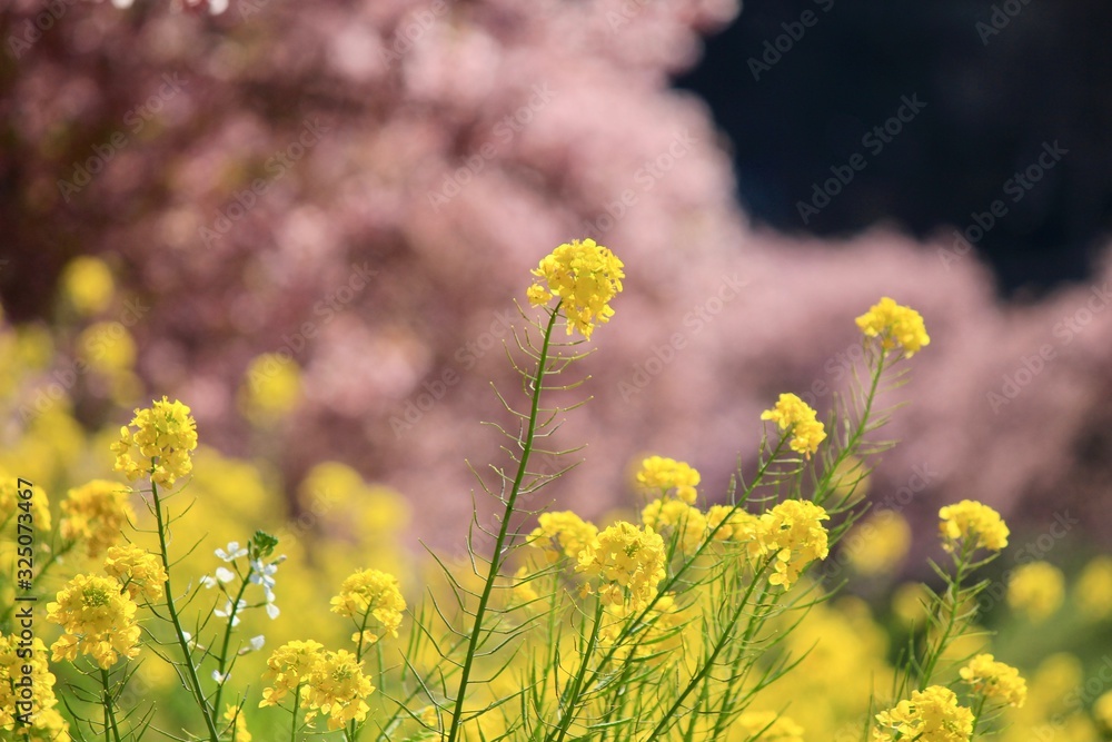 南伊豆 みなみの桜と菜の花まつり 南伊豆 みなみの桜と菜の花まつり