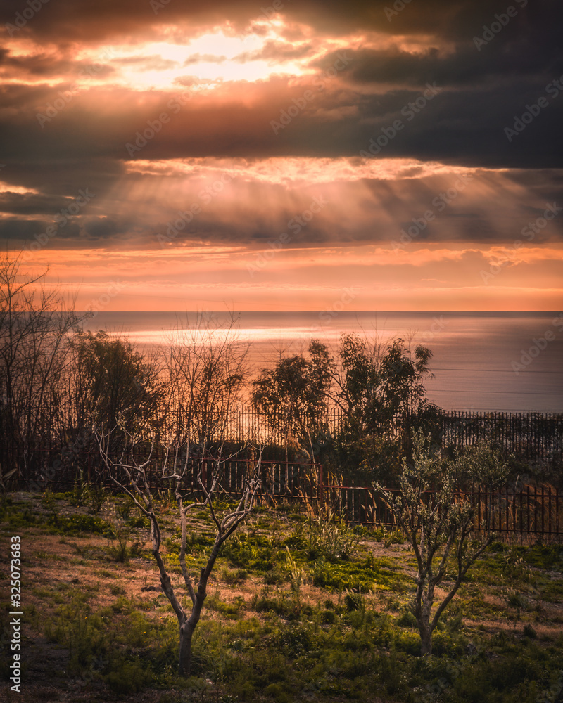 Fototapeta premium olive tree sunset seaview