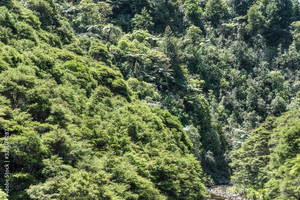 lush vegetation in little river valley, near Kopu, New Zealand lush vegetation in little river valley, near Kopu, New Zealand