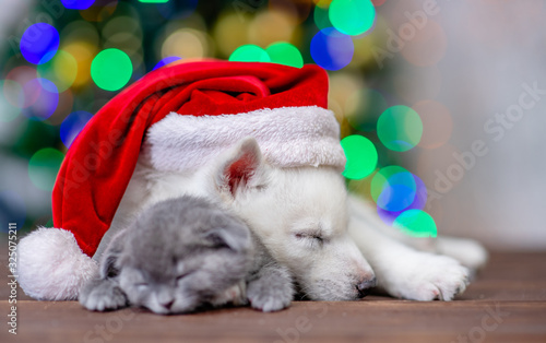White siberian husky wearing a big red santa hat sleeps and hugs with baby kitten on a background of the Christmas tree