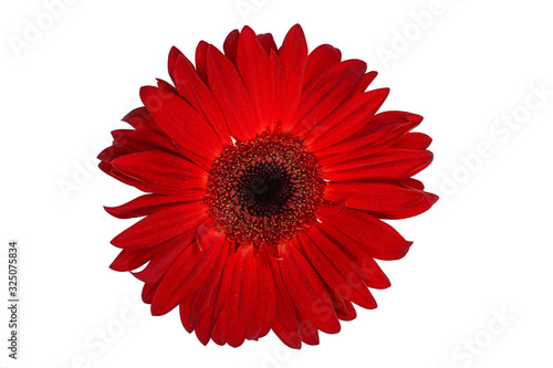The red gerbera flower isolated on white background