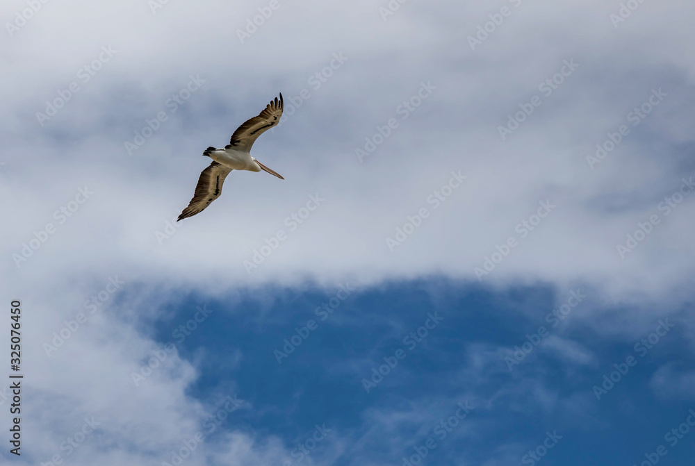 Fototapeta premium Pelican flying in the blue sky