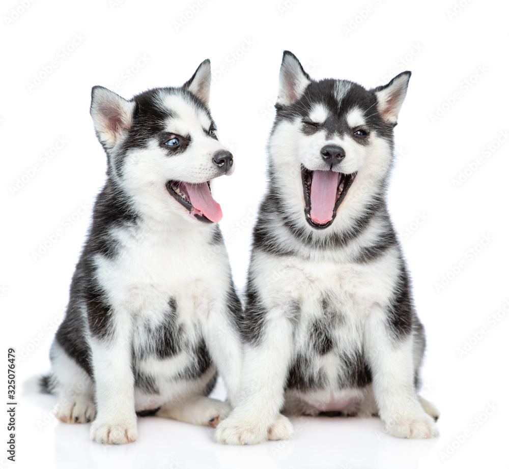 Obraz premium Two happy Husky puppies sits together. isolated on white background