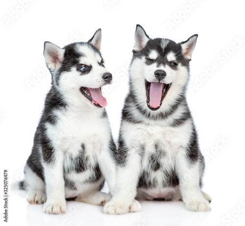 Two happy Husky puppies sits together. isolated on white background