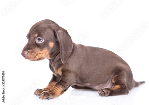 Short haired dachshund puppy lying in side view. isolated on white background