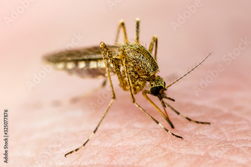 Dangerous Zika Infected Mosquito Skin Bite. Leishmaniasis, Encephalitis, Yellow Fever, Dengue, Malaria Disease, Mayaro or Zika Virus Infectious Culex Mosquito Parasite Insect Macro.