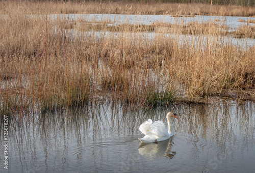 Fototapeta Naklejka Na Ścianę i Meble -  Swimming mute swan in a Dutch nature reserve