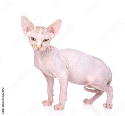 Sphynx kitten stands and looks at camera. isolated on white background