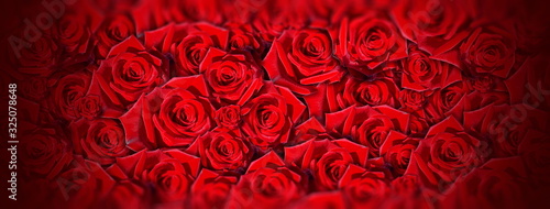 red roses beautiful natural background for wedding holiday designs