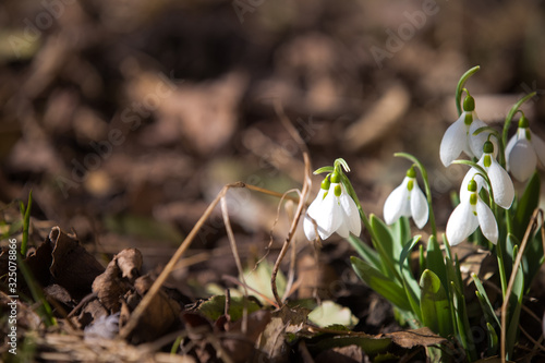 White spring snowdrops in the forest